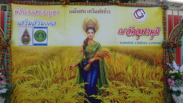 สืบสานประเพณีรับขวัญข้าวสุดยิ่งใหญ่ จัดพิธีบวงสรวงพระแม่โพสพ